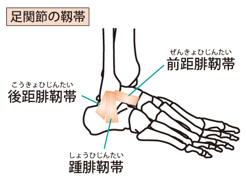 足の前距腓靭帯のイラスト