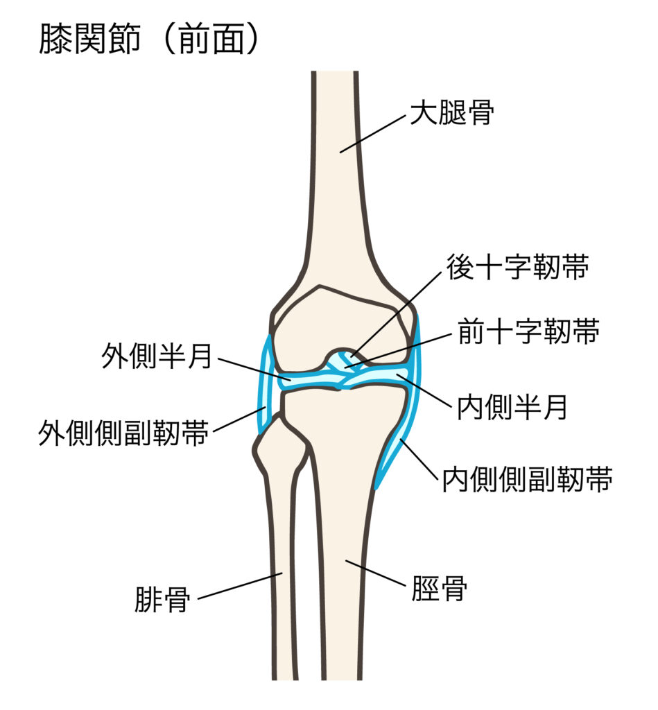 ひざの外側側副靭帯損傷・内側側副靭帯損傷を説明したイラスト①