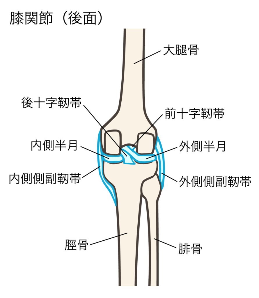 ひざの外側側副靭帯損傷・内側側副靭帯損傷を説明したイラスト図②