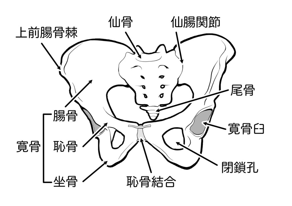 仙腸関節症のイラスト図
