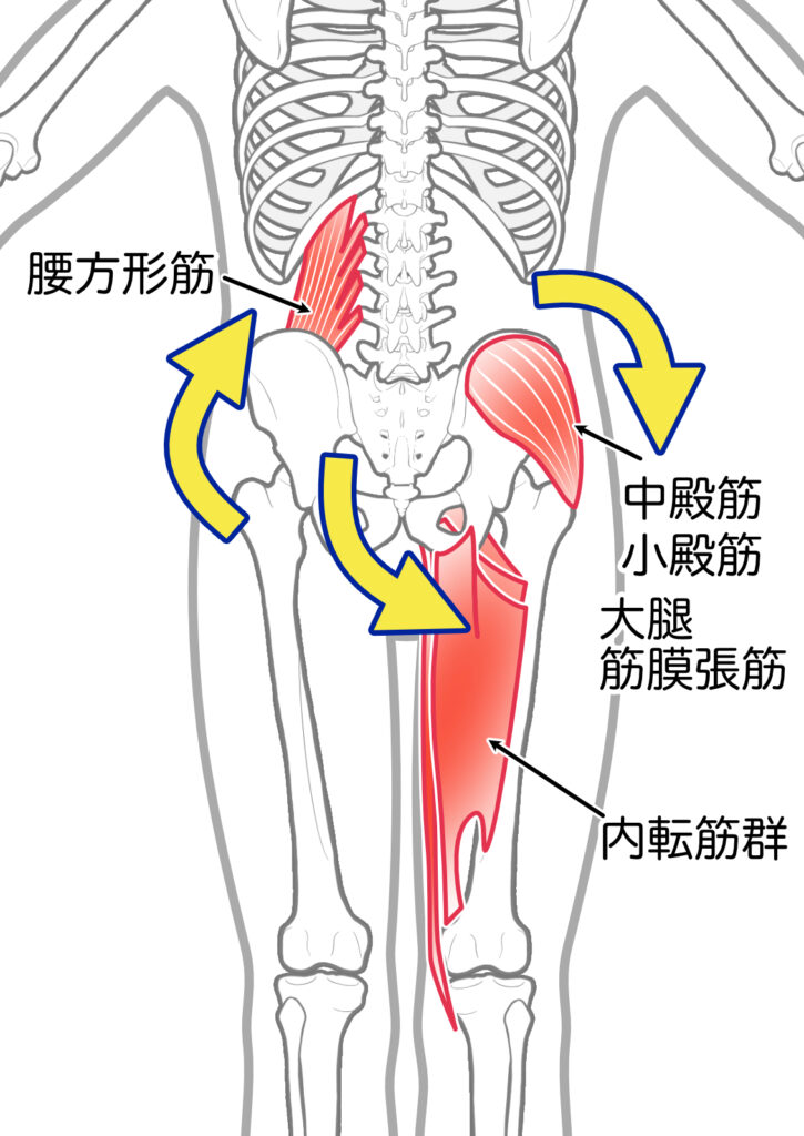 筋筋膜性腰痛のイラスト図